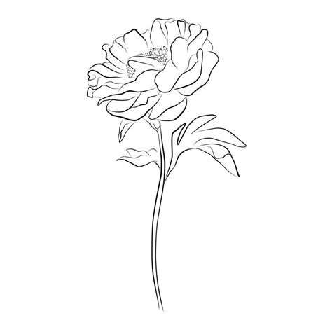 An illustration with a peony flower isolated on a white background. Vector illustration. Black silhouette. Realistic vector illustration of a peony. Hand-drawn vector illustration Peony Flower Line Drawing, Peony Outline Drawing, Peony Silhouette, Peony Svg, Peony Drawing, Peony Illustration, Flower Line Drawings, Rose Illustration, Hand Drawn Vector Illustrations