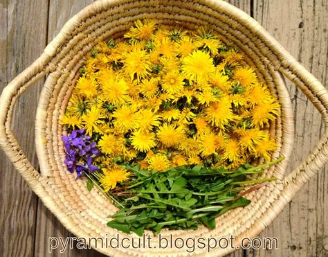 Dandelion Tea Recipe, Dandelion Plant, Herbal Tea Garden, Dandelion Flowers, Dandelion Tea, Diy Herb Garden, Types Of Herbs, Tea Diy, Dandelion Flower