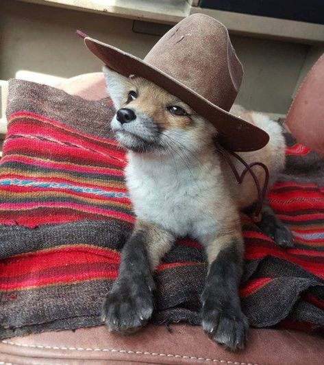 22 Animals Who Are Masters of Surprise Cowboy, Fox