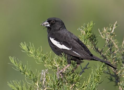 Lark Bunting Lark Bunting, Bunting Bird, Colorado Living, Community School, Living In Colorado, State Birds, Kinds Of Birds, Beautiful Bird, Sparrows