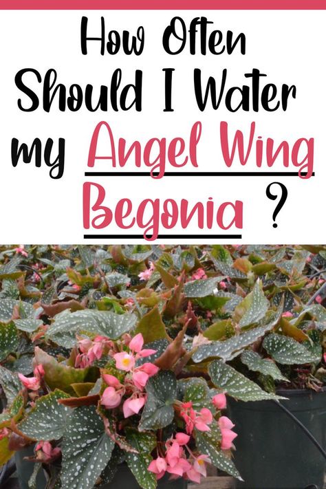 Water Angel, Angel Wing Begonia, Begonia Plant, Outside Lands, Window Box Flowers, Rule Of Thumb, Index Finger, Pot Designs, Water Me