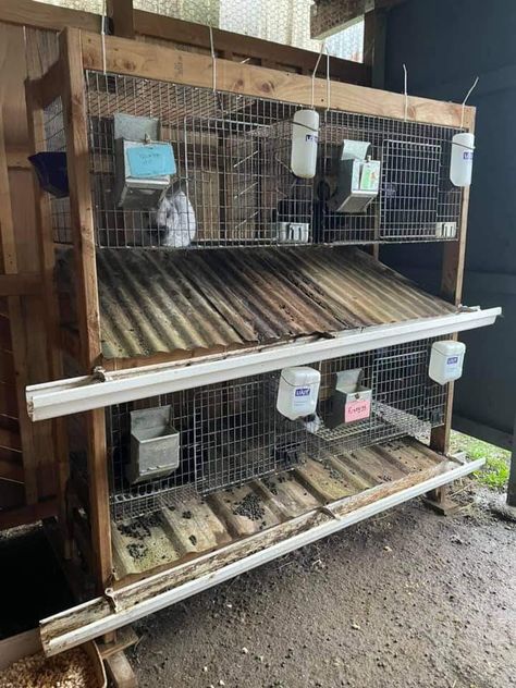 Rabbit Hutch Blueprints, Show Rabbit Cages, Pallet Rabbit Cage, Rabbit Cages Ideas, Rabbit Breeding Cages, Rabbit Farming Ideas, Hanging Rabbit Cages, Rabbit Cage Ideas Outdoor, Meat Rabbits Housing