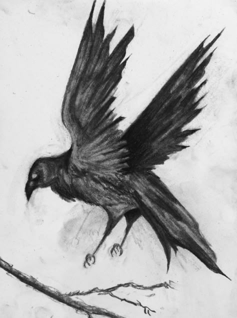 crow - charcoal Crow Charcoal Drawing, Crow Pencil Drawing, Crow Drawing Reference, Crow Art Drawing, Simple Crow Drawing, Crow Drawings, Raven Sketch, Crow Sketch, Crow Drawing Simple