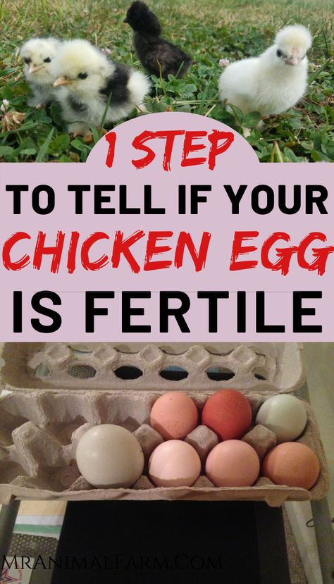 Chicken Egg Incubation, Hatching Chicks Naturally, How To Tell If An Egg Is Fertilized, Good Egg Laying Chickens, Hatching Chicks Incubator, Incubating Chicken Eggs At Home, Fertilized Chicken Eggs, Chicken Eggs Hatching, Chicken Feed Diy