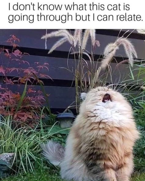 I don't know what this cat is going through, but I can relate. Era Victoria, Söt Katt, Memes Humor, Humor Memes, Funny Cat Memes, Funny Animal Memes, Animal Jokes, Funny Animal Pictures, Pretty Cats