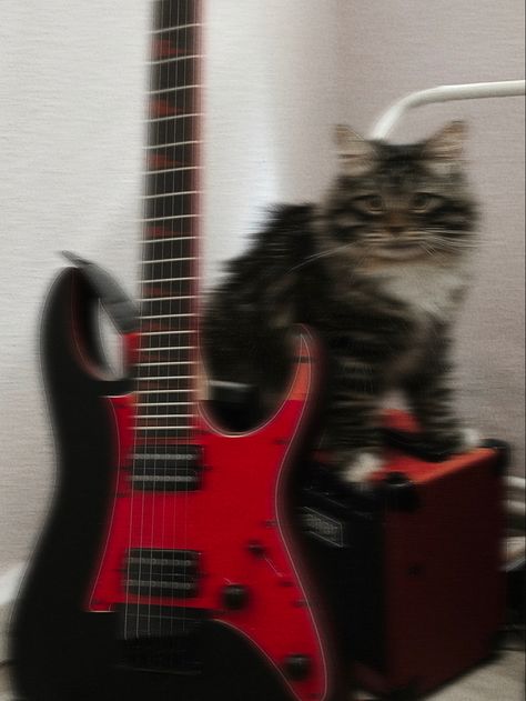 Rockstar Pfp, Guitar Pfp, Cat With Guitar, Metal Cats, Cat Gang, Gang Gang, Badass Aesthetic, Background Ideas, Cats Artists