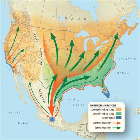 Monarch Migration Map Monarch Butterfly Migration Map, Monarch Migration Map, Monarch Migration, Small Scale Gardening, Monarch Butterfly Migration, Butterfly Migration, Butterfly Habitat, Mexico Map, Canadian Wildlife