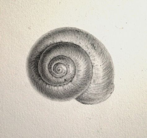 Dianne Sutherland: Drawing and Seeing Drawing Art Projects, Seashell Drawing, Shell Drawing, Natural Form Art, Snail Art, Form Drawing, Gcse Art Sketchbook, Pencil Sketch Drawing, Observational Drawing