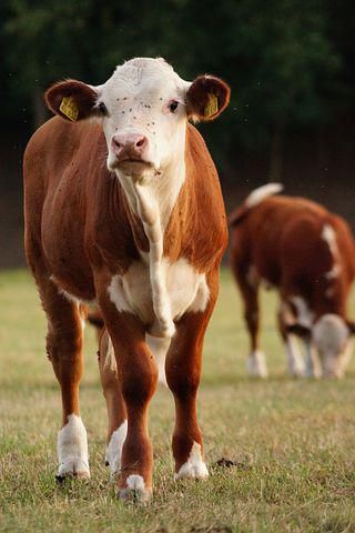 10,000+ Free Farm Animal & Animal Images - Pixabay Ranch Animals, Farm Photos, Cow Photos, Animal Images, Farm Photo, Barnyard Animals, Vintage Farm, Ffa, Animals Images