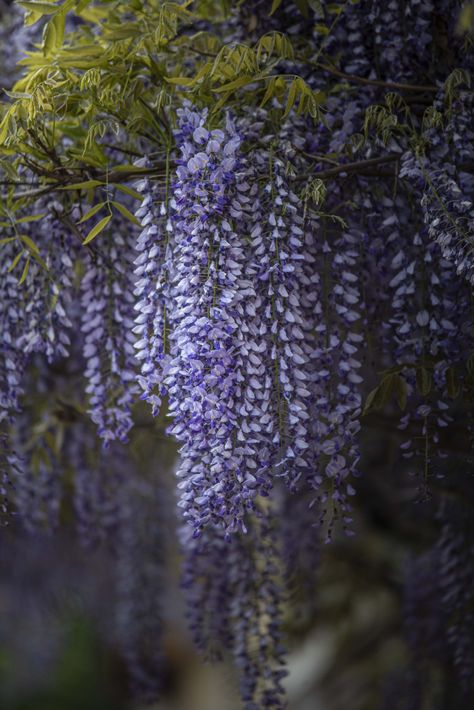 Every Type of Wisteria and How to Choose the Right One — Meadowlark Journal Girly Wallpaper Backgrounds, Wallpapers For Girls Girly, Iphone Rose Wallpaper, Screensavers And Wallpaper, Dark Flower Wallpaper, Forest Theme Room, Rose Wallpaper Iphone, House Of Hollow, Pink Iphone Background