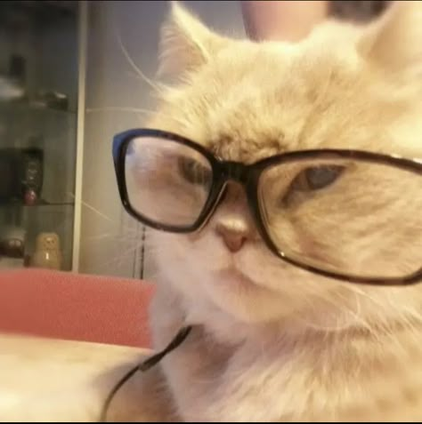 Animals With Glasses, Cat With Glasses, Cats Pictures, Silly Cats Pictures, Cat Icon, Wearing Glasses, Silly Animals, I Love Cats, Silly Cats