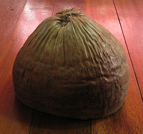 Bunot---A coconut husk commonly/traditionally used to polish floors in the Philippines. Coconut Haircut, Boys Haircut, Coconut Husk, Zebra Stripes, Boys Haircuts, Hello Friend, Wooden Flooring, Myanmar, Philippines