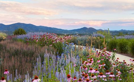 Western Wonder: This Santa Fe, New Mexico, Garden Is Full of Colorful Native Plants That Can Take the Heat Drought Resistant Garden, Mexico Garden, New Mexico House, Xeriscape Front Yard, Floral Shops, Colorado Garden, Santa Fe House, Xeriscape Landscaping, Native Landscaping