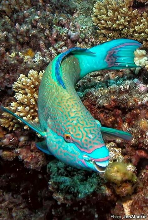 Parrot fish Great Barrier Reef Queensland, Australia Great Barrier Reef Australia, Parrot Fish, Animals Tattoo, Fauna Marina, Beautiful Sea Creatures, Marine Fish, Underwater Creatures, Exotic Fish, Aquatic Animals