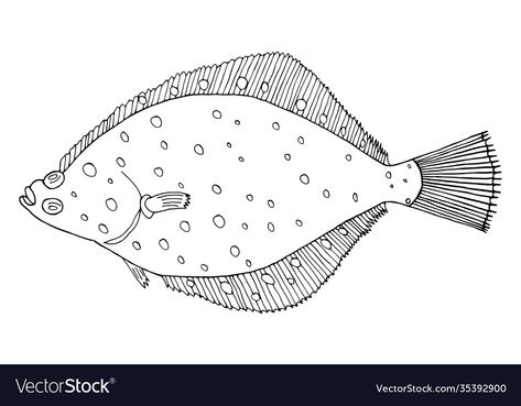 Flounder Fish, Flounder Fishing, Black And White Vector, Fish Drawings, Transparent Png, White Background, Hand Drawn, Print On Demand, Vector Images