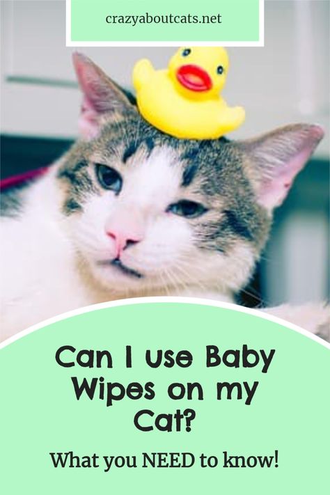 Can I use baby wipes on my cat? Its a common question we also look at ''Can I use aloe Vera wipes on my cats and what kind of wipes are safe for cats as well as how to wash my cat. #catcare #cathealthtips #catneeds #bathingacat #wetonesforones #petsafewetwipes Best Cat Toys, Hypoallergenic Cats, Cat Information, Crazy Cat People, Pet Wipes, Cat Needs, Cat Cleaning, Cat Plants, Long Haired Cats