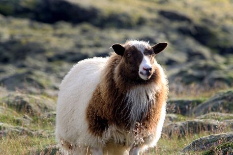 Icelandic Sheep, Black Sheep Of The Family, Weird Animals, Farm Animals, Iceland, Goats, Sheep, Photography, Animals