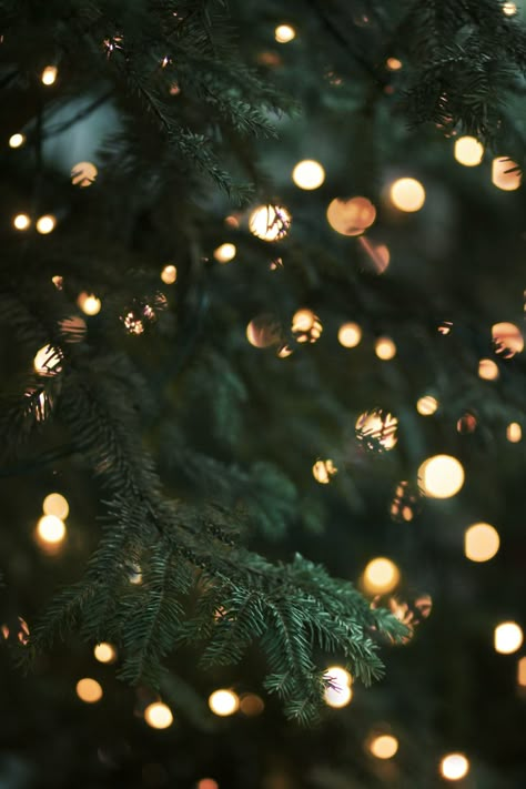 green christmas tree with string lights photo – Free Christmas Image on Unsplash Christmas Images Hd, Christmas Lights Wallpaper, Christmas Tree Images, Christmas Tree Wallpaper, Christmas Background Images, Christmas Dreaming, Xmas Wallpaper, Christmas Wallpaper Backgrounds, Christmas Phone Wallpaper