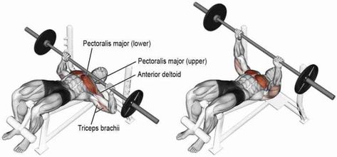 How to Barbell Bench Press? What Are The Benefits? Decline Bench Press, Barbell Bench Press, Chest Day Workout, Bench Press Workout, Latihan Dada, Weight Training Programs, Best Chest Workout, Chest Muscles, Muscle Building Workouts