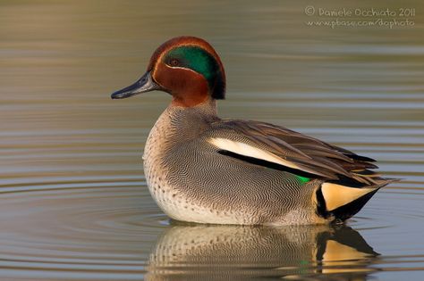 Common Teal (Anas crecca) - Daniele Occhiato Chinese Pangolin, Waterfowl Taxidermy, Indian Tiger, Cat Bengal, Teal Duck, Duck Pictures, Duck Season, Bird Identification, Green Wing