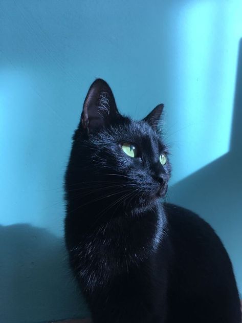 Black Cat Pictures, Black Kittens, Meow Mix, Black Cat Aesthetic, Dream's Cat, Senior Cat, Black Kitten, Cute Black Cats, Cat Icon