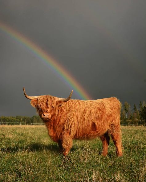 There's a treasure at the end of the rainbow 🌈 #highlandcattle #highlanders #cattle #highlandcow #cow #lehmä #highlandcalf #calf… Aesthetic Cows, Farm Animal Paintings, Miniature Cows, Highland Coo, Farm Animal Crafts, Mini Cows, Scottish Highland Cow, Fluffy Cows