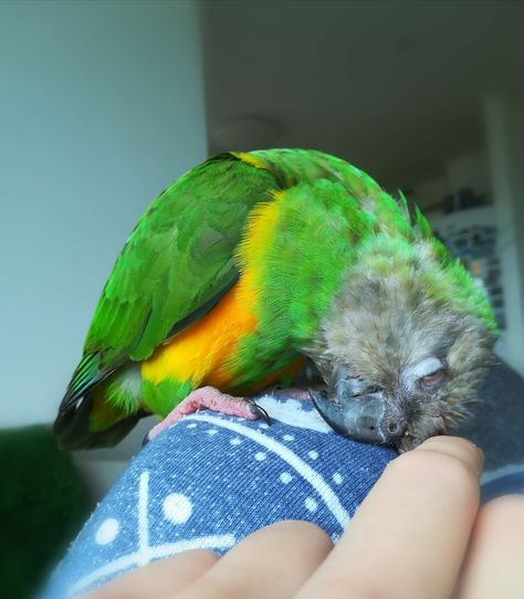 Bird Enclosure, Amazon Birds, Senegal Parrot, Colourful Birds, My Little Monster, Human Babies, Grandma Core, Bird Photo, Colorful Birds