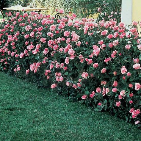 Queen Elizabeth Rose, Rose Hedge, Rose Garden Landscape, Low Growing Shrubs, Floribunda Roses, Garden Hedges, Hedging Plants, Fragrant Roses, Rose Queen