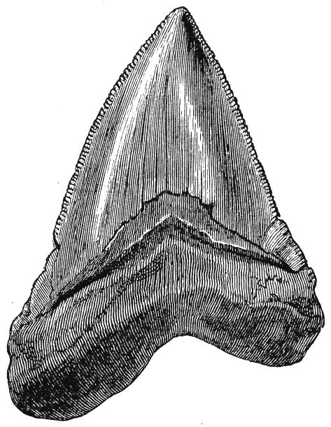 0803-ed-corner.gif (473×610) Shark Tooth Tattoo Design, Realistic Shark Tooth Tattoo, Simple Shark Tooth Tattoo, Great White Shark Tooth Tattoo, Shark Tooth Drawing, Shark Tooth Sketch, Megalodon Tooth Tattoo, Fish Sketches, Shark Tooth Tattoo