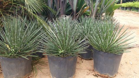 Agave Palito Plants, Pins