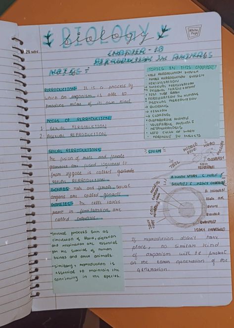 Reproduction in animals aesthetic notes ( biology notes) Reproduction Notes Aesthetic, Life Processes Biology Notes Aesthetic, Pretty Notes Aesthetic Biology, Biology Notes Reproduction, Reproduction In Animals Notes, Biology Reproduction Notes, Botany Notes Aesthetic, Reproduction In Plants Notes, Grade 8 Notes