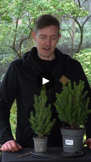 19K views · 339 reactions | Watch how we style a Bonsai out of this cheap Christmas tree material (a Spruce). #christmas #tree #bonsai #diy | Bonsai Empire | Musics For everyday · Lullaby in the Forest Diy Bonsai Tree, Spruce Bonsai, Cheap Christmas Tree, Forest Bonsai, Diy Bonsai, Cheap Christmas Trees, Bonsai Diy, Bonsai Forest, Tree Material