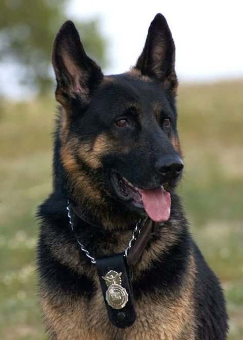 Such a noble looking K9 Police Dog and looking so handsome! #germanshepherd #gsd K9 Wallpaper, Military Working Dogs, Black German Shepherd, Military Dogs, Police Dogs, Shepherd Dogs, Shepherd Puppies, German Shepherd Puppies, German Shepherd Dog