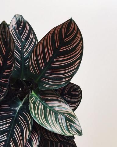 Calathea Ornata - Plant of the Month – Forest Ldn Calathea Ornata, Plant Goals, Plants Are Friends, Ficus Elastica, Pink Plant, Pretty Plants, Foliage Plants, Plant Mom, Plant Lady