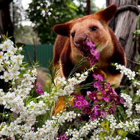 Meet Banz, the 4 year old Goodfellow’s Tree Kangaroo at Caversham Wildlife Park! 🦘 It's just a quick 30 minute drive from Perth. So why not plan a visit and witness Banz's cuteness? 🥰 📷 Captured by: @cavershamwildlifepark . . . #PerthDayTrip #TreeKangarooTales #PerthWildlifeAdventure Caversham Wildlife Park, Tree Kangaroo, Sorrento Beach, Beach Instagram, Wildlife Park, Sorrento, Perth, Day Trip, Kangaroo