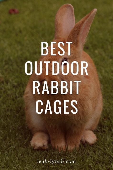 How to find the best outdoor rabbit cage for your pet. Or for the rabbits on your homestead. #rabbit #pet #care Diy Bunny Cage Outdoor, Outdoor Rabbit Run, Rabbit Cages Outdoor, Diy Bunny Cage, Illustration Rabbit, Diy Rabbit Cage, Drawing Rabbit, Chicken Aesthetic, Outdoor Rabbit