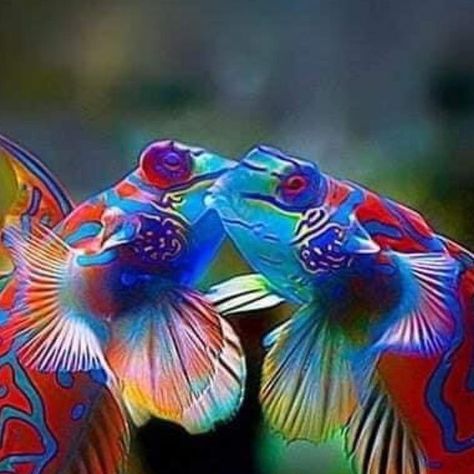 Diving & Photography on Instagram: "Mandarine fish" Mandarin Fish Photography, Fish Photography, Mandarin Fish, Diving Photography, Fantasy Horses, Boat Art, Sealife, Diving, Horses