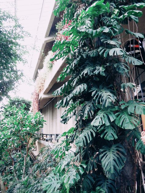 Wall Hanging Plants Indoor, Full Sun Container Plants, Hawaiian Gardens, Hawaiian Plants, Hawaiian Homes, Tropical Garden Design, Hanging Plants Indoor, Bathroom Plants, Bedroom Plants