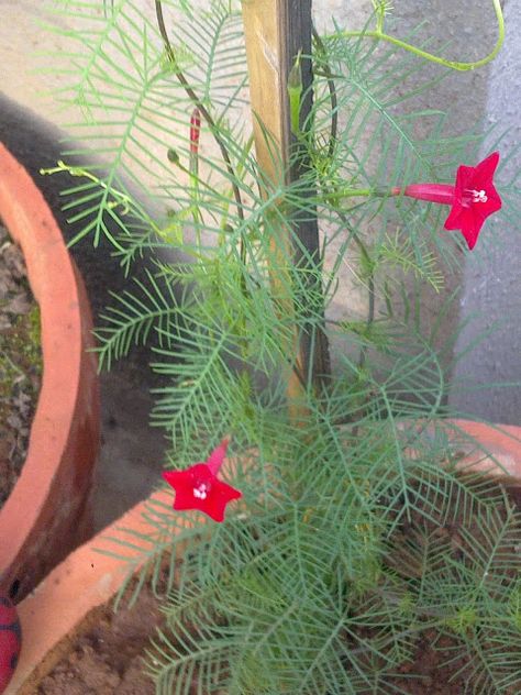 Plants Growing In My Potted Garden.: How To Grow And Care For Cypress Vine/Hummingbird Vine In Pots Or Containers. Garden Design Plans Drawing, Hummingbird Vine, House Garden Design, Outdoor Garden Bar, Cypress Vine, Common Garden Plants, Potted Garden, Bar Aesthetic, Hummingbird Plants