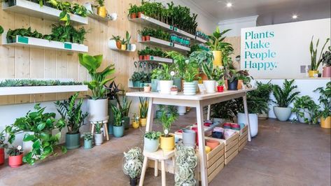 Our favorite houseplant stores in Los Angeles. - Los Angeles Times Small Home Business, Indoor Plants Bedroom, Keeping Plants Alive, Herb Garden Pots, Retail Ideas, Plant Installation, Improve Indoor Air Quality, Design Blogs, Pothos Plant