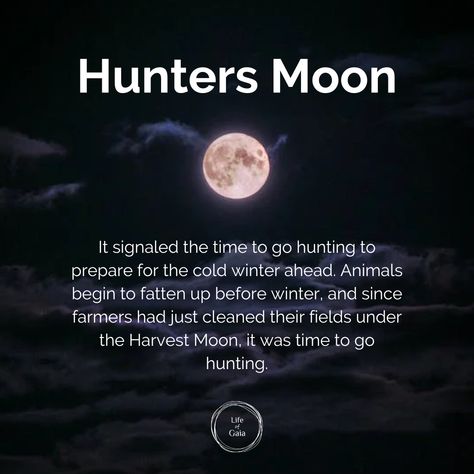 Hunters Moon signaled the time to go hunting to prepare for the cold winter ahead. Animals begin to fatten up before winter, and since farmers had just cleaned their fields under the Harvest Moon, it was time to go hunting. #LifeofGaia #ASacredSpace #themoon #fullmoonvibes #fullmoonenergy #fullmoons Hunters Moon Meaning, Hunters Full Moon, Hunter Moon, Hunters Moon, Moon Meaning, Moon Names, Winter Moon, Magick Spells, Happy October