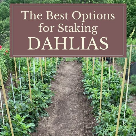 Not all dahlias need support. But staking is a must for varieties that grow more than 3 feet tall. Though dahlias can develop stalks as thick as broom Dahlias In Garden, How To Stake Dahlias, Dahlia Staking Ideas, Dahlia Garden Landscaping, Dahlia Support Ideas, Dahlia Garden Layout, Staking Dahlias, Dahlia Garden Ideas, Obx Beach House