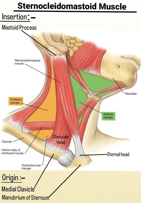 Sternocleidomastoid Muscle, Med School, School Notes, Nerve, Christian Louboutin Pumps, Muscles, Anatomy, Christian Louboutin, Quick Saves