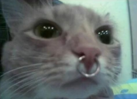 Nose Piercing, A Cat