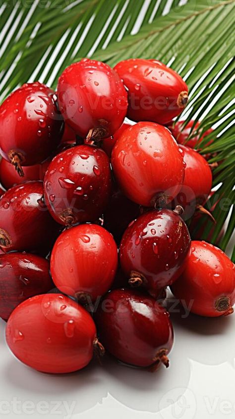 AI generated Palm fruit tropical plant for making oil kernel for cooking Palm Tree Fruit, Palm Fruit, How To Make Oil, Tree Saw, Wedding People, Cityscape Photos, Nature Backgrounds, Tropical Plants, Flower Frame