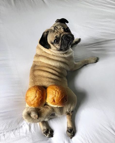 Here ten of the most hilarious videos that caught dogs waking up in the funniest ways. Cute Pug Puppies, Baby Pugs, A Pug, Pug Puppies, Pugs Funny, Funny Dog Pictures, Funny Animal Jokes, Cute Pugs