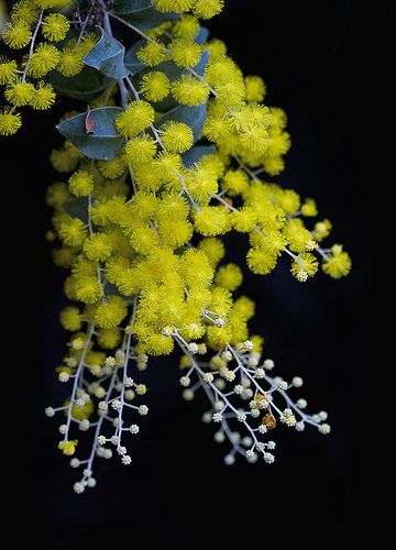 Black Background Pictures, Golden Wattle, Australian Wildflowers, Australian Natives, Australian Flowers, Australian Native Flowers, Tree Flowers, Native Flowers, Australian Flora