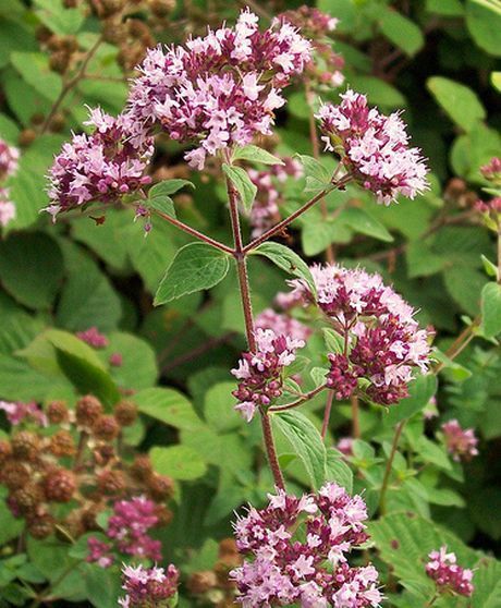 Edible Flower Garden, Oregano Plant, Origanum Vulgare, Oregano Leaves, Sloped Garden, Mediterranean Garden, Hardy Perennials, Marjoram, Different Plants