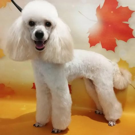 Amazing haircuts for your Poodles. Haircut For Female, Funny Haircuts, Apricot Standard Poodle, Standard Poodle Haircuts, Toy Poodle Haircut, Poodle Haircut, Poodle Cuts, Shih Poo, Dog Haircuts