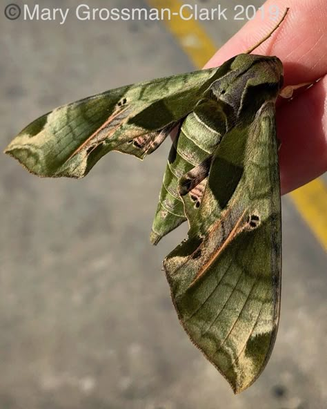 Amazing Pandora Sphinx Moth found in front of the Scott Station in Greenwood, MS. photography ©️Mary Grossman-Clark Pandora Sphinx Moth Tattoo, Pandora Sphinx Moth, Moth People, Wing Reference, Pretty Moths, Sphinx Moth, Moth Caterpillar, Moth Tattoo, Moths And Butterflies